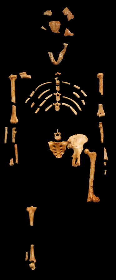 Australopithecus afarensis ('Lucy', AL 288-1) — several possible bodies — original