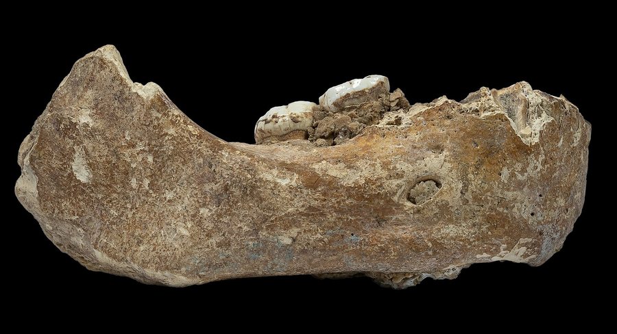 Denisovan (speculative) — several possible bodies — original