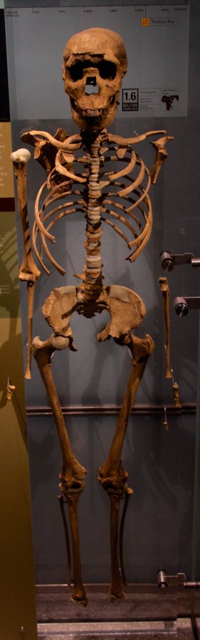 Homo erectus ('Turkana Boy', KNM-WT 15000) — several possible bodies — original