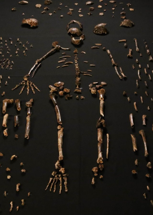 Homo naledi (Rising Star) — several possible bodies — original