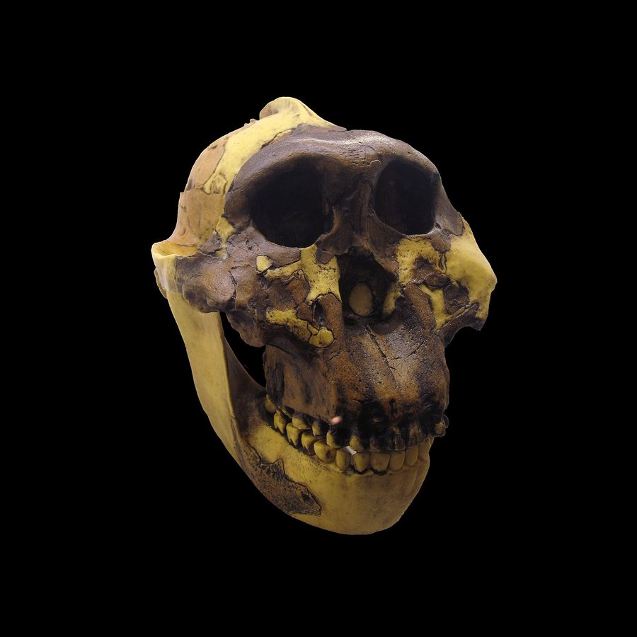 Paranthropus boisei — several possible bodies — original