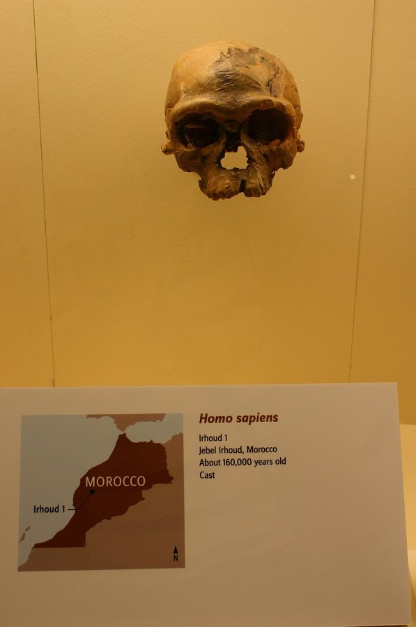 Early Homo sapiens (Jebel Irhoud / Skhul) — several possible bodies — original