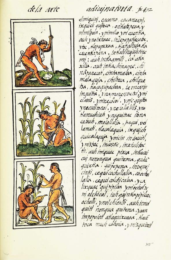 Maize farming in the Florentine Codex — original