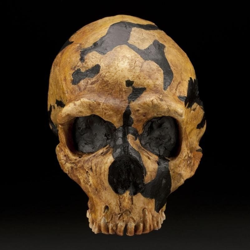 Shanidar 1 — Neanderthal of the Zagros — one face, every colour (round 2) — original