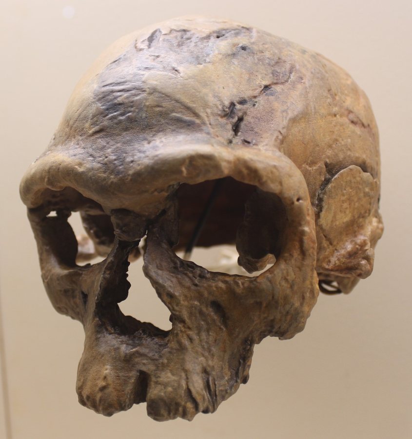 Jebel Irhoud 1 — early Homo sapiens — several possible faces — original