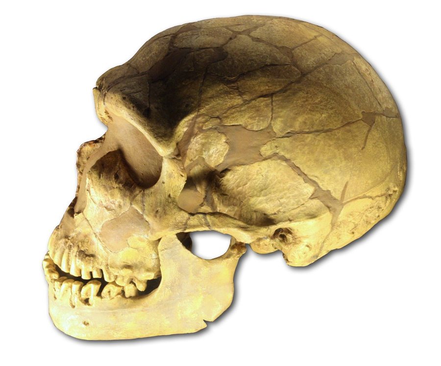 La Ferrassie 1 — Neanderthal — several possible faces — original