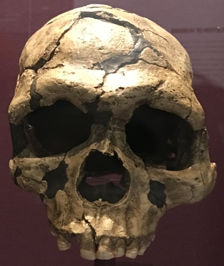 Qafzeh 6 — early Homo sapiens — several possible faces — original