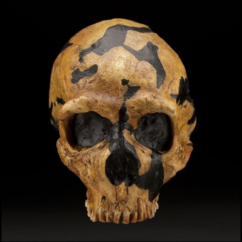 Shanidar — Neanderthals of the Zagros — several possible faces — original