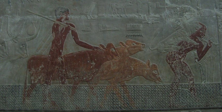 Herdsman driving cattle across a ford — original